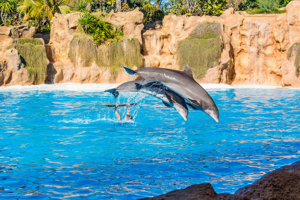 Зоограф практикует трюки с дельфинами в большом бассейне
. - Фото, изображение
