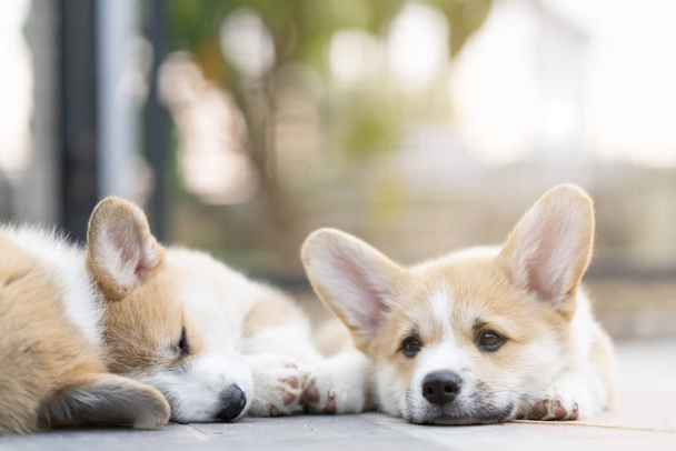 Closeup ομάδα όμορφη, χαριτωμένο corgi κουτάβια σκυλί ψέματα, χαλαρωτικό  - Φωτογραφία, εικόνα
