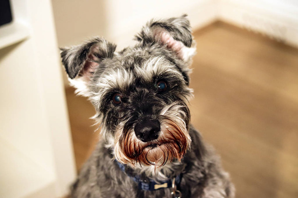 Portrait of a grey Miniature Schnauzer dog - Fotografie, Obrázek