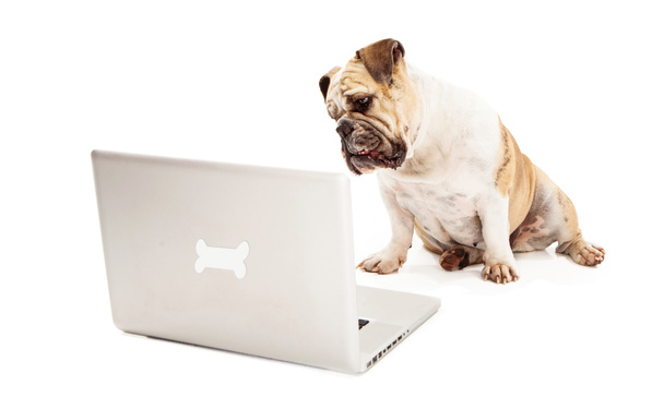 Bulldog en el ordenador
 - Foto, imagen