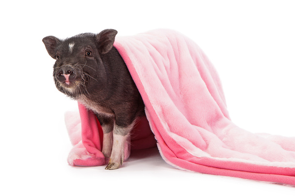 varken in een deken - Foto, afbeelding
