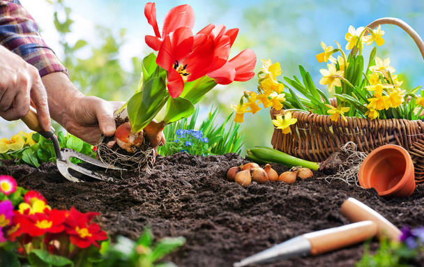 Planting spring flowers in the garden - Фото, зображення