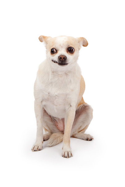 Chihuahua mit lustigem Gesicht - Foto, Bild