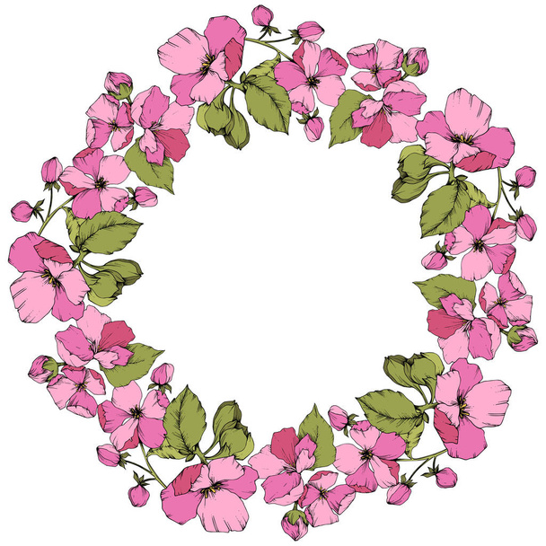 Vector Pink Apple blossom floral botanical flower. Engraved ink art. Frame border ornament square on white background. - Vector, Image