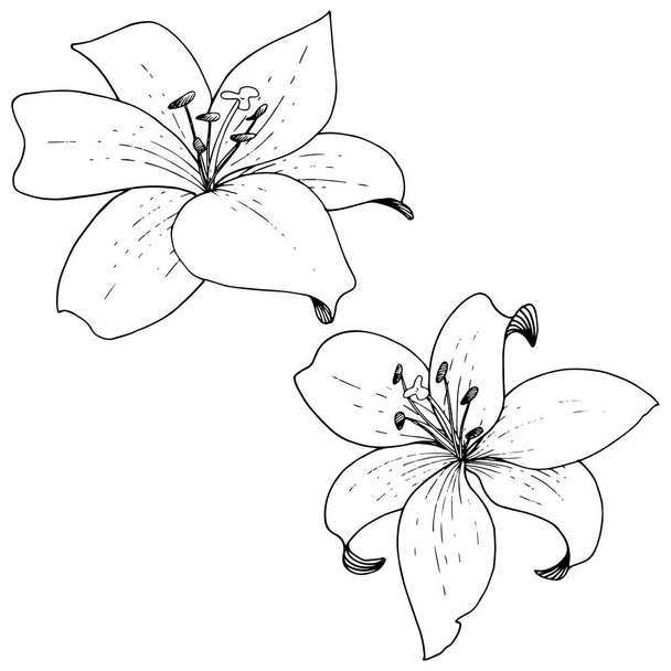 Vektorlilie blumige botanische Blume. Schwarz-weiß gestochene Tuschekunst. isolierte Lilien Illustrationselement. - Vektor, Bild