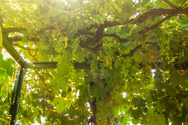 Viñedo viejo. Racimos de uvas en maduración en un día soleado brillante. Concepto de cosecha futura
 - Foto, Imagen