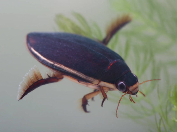 Diving beetle in pond - Photo, Image