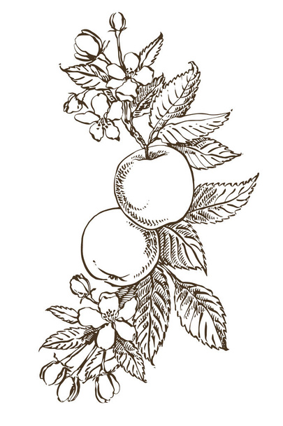 Яблочная иллюстрация. Ручные рисунки с текстурированной иллюстрацией яблока. Винтажная ботаническая ручная иллюстрация. Весенние цветы яблони
. - Фото, изображение