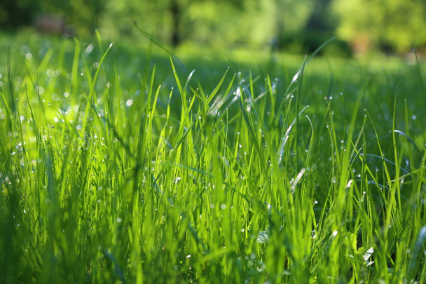 Outdoor image of green grass at summer time. Selected focus. Blur. - Фото, изображение