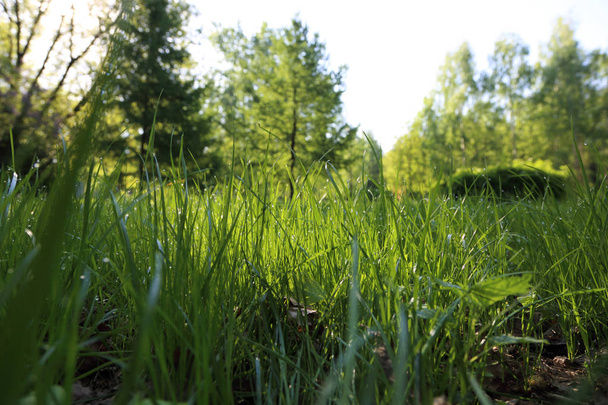 Outdoor image of green grass at summer time. Selected focus. Blur. - Фото, зображення