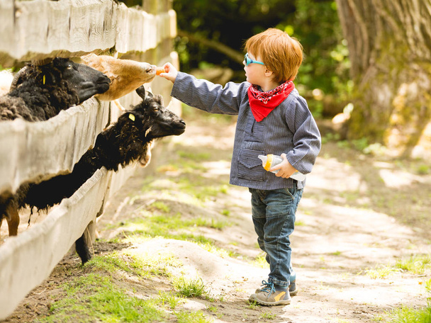 Kid spending time and having fun at park with animals during daytime  - Foto, afbeelding