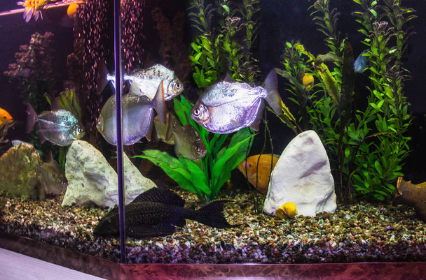 закрыть аквариум с рыбой
 - Фото, изображение