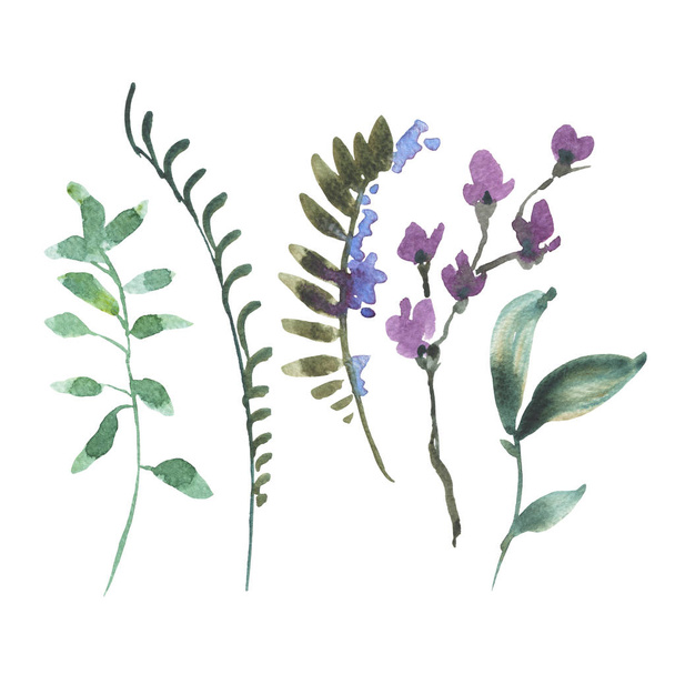 Set botanico acquerello naturale di foglie verdi, fiori di campo, T
 - Foto, immagini