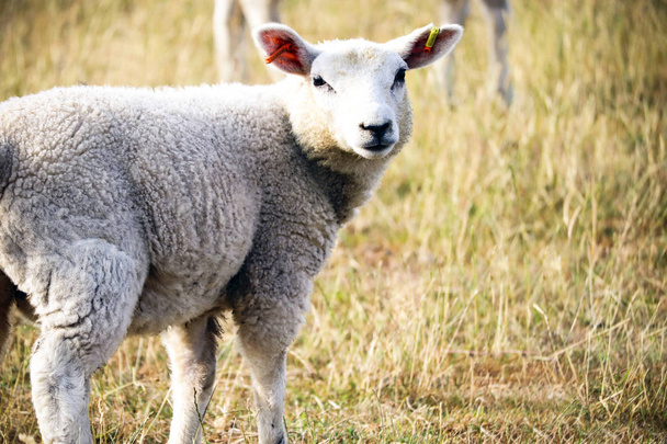 Devon ovejas en un campo
 - Foto, Imagen