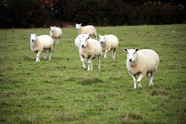 Devon owiec w polu - Zdjęcie, obraz
