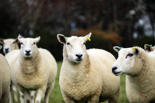 Devon schapen in een veld - Foto, afbeelding