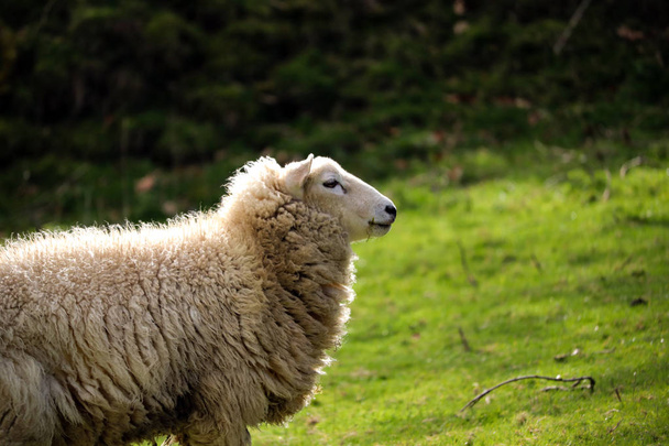 Девон овец в поле
 - Фото, изображение