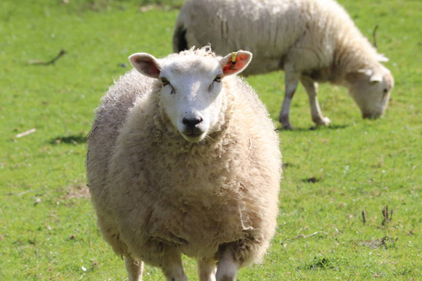 devon Schafe auf einem Feld - Foto, Bild