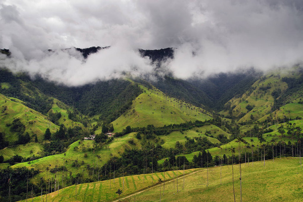 neblige alpine Landschaft des Cocora-Tals, Salento, Kolumbien, Südamerika - Foto, Bild