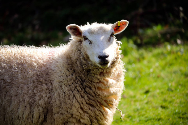 Devon schapen in een veld - Foto, afbeelding