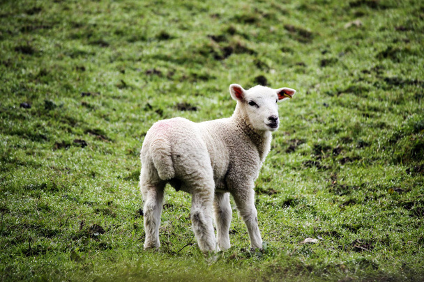 Devon lampaat pellolla
 - Valokuva, kuva