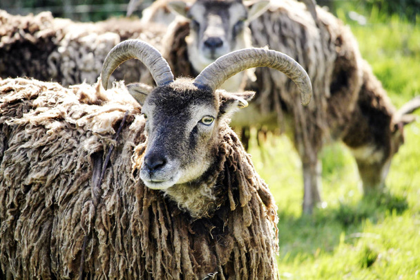 Devon bárány a mezőben - Fotó, kép