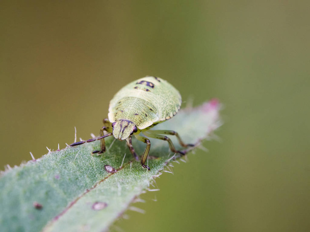 La ninfa insecto escudo verde - Palomena prasina - un insecto escudo europeo
 - Foto, Imagen