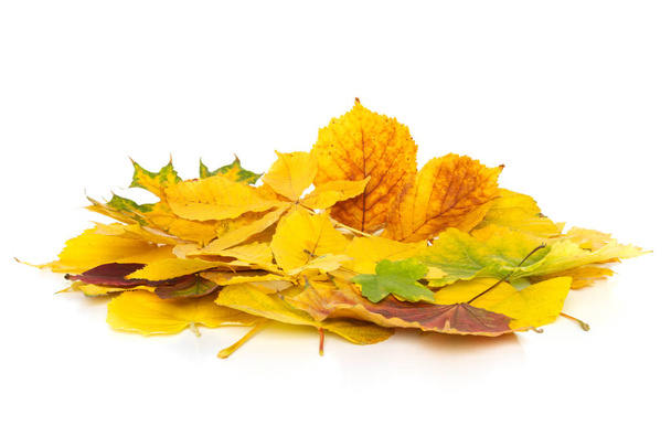 Bright autumn leaves on white background - Fotó, kép