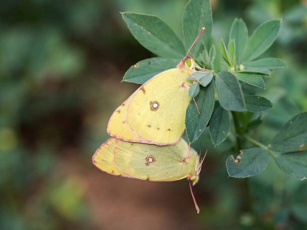 Dvojice Colias Tiny, východní bledě zahalena žlutý motýl - Fotografie, Obrázek