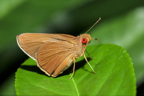 Matapa aria on the leaves is a butterfly in the family Hesperiidae - Photo, Image