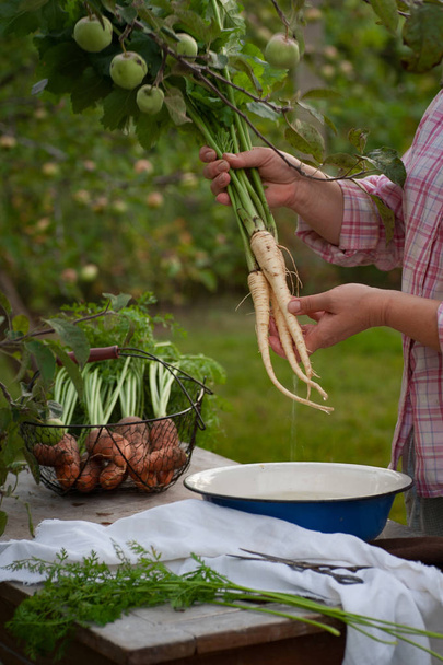 Woman washing parsnip root with tops in the garden - Photo, Image