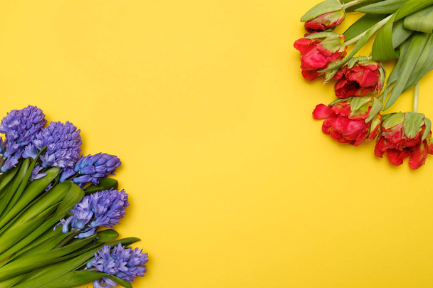 Красные тюльпаны и синие гиацинтовые цветы в качестве открытки на цветном фоне с копирайтом
. - Фото, изображение
