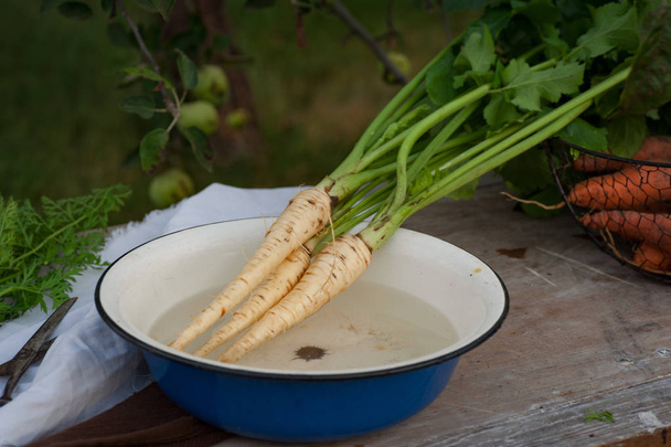 Parsnips, first spring summer crop. Healthy food, gardening. - Photo, Image