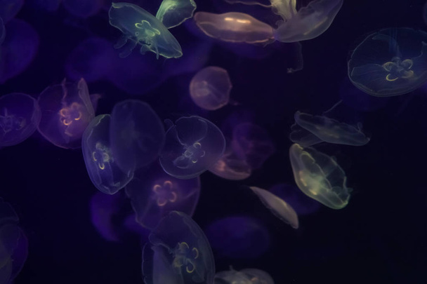 Medusas de luna bajo el agua
. - Foto, imagen