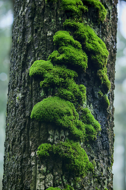 Moss está en un árbol en la corteza con humedad
. - Foto, imagen