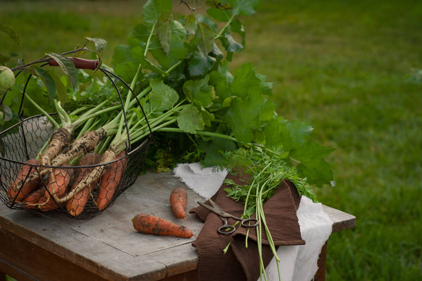 Carrots, first spring summer crop. Healthy food, gardening. - Photo, Image