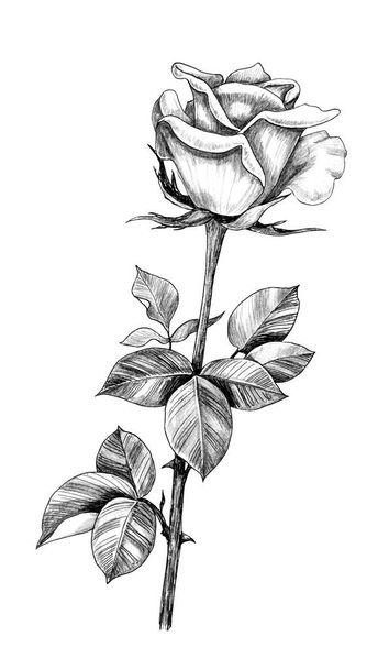 Hand drawn Rose Bud  with Leaves - Фото, изображение