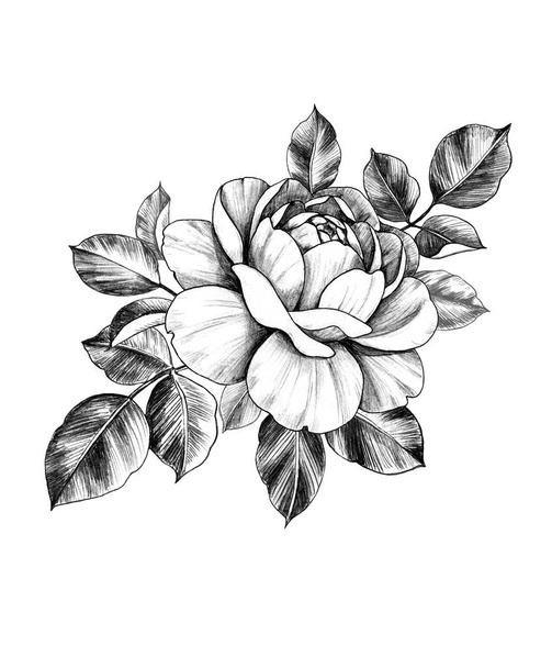 Hand drawn Rose Flower and Leaves - Foto, afbeelding