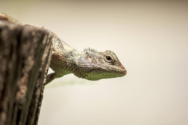 chameleon on the dry wood - Photo, Image