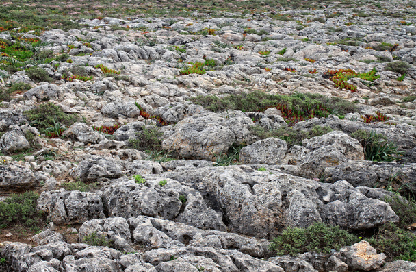 βραχώδους εδάφους καθρεπτόψαρου στο sagres, Πορτογαλία - Φωτογραφία, εικόνα