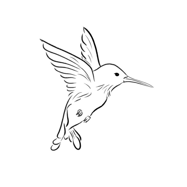 volando colibri bosquejo una línea dibujar ilustración vector
 - Vector, Imagen