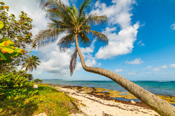 Пальма над песком на пляже Отре в Гваделупе
 - Фото, изображение