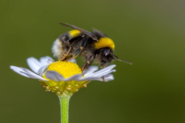 Foto van bijen of honingbij op gele bloem verzamelt nectar. Gouden honingbij op bloem pollen met ruimte vervagen achtergrond voor tekst. Insect. Dier - Foto, afbeelding