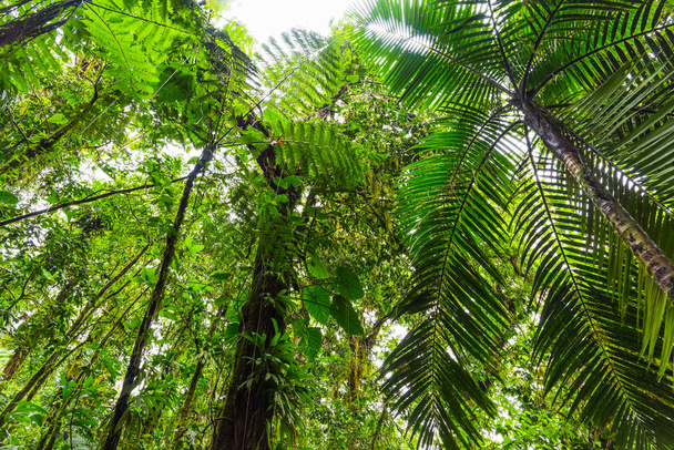 Groene bomen in Basse Terre jungle van onderen gezien - Foto, afbeelding