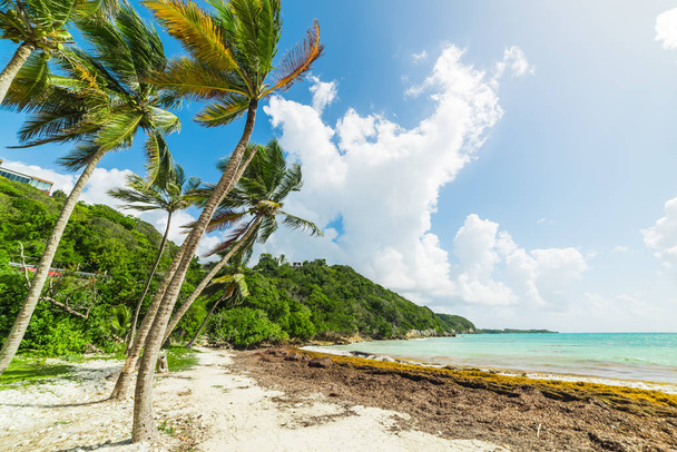 Kokosové palmy v Les Salines beach na ostrově Guadeloupe - Fotografie, Obrázek