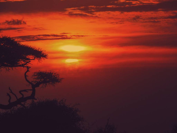 Savannah zonsondergang in het Amboseli National Park, Kenia - Foto, afbeelding