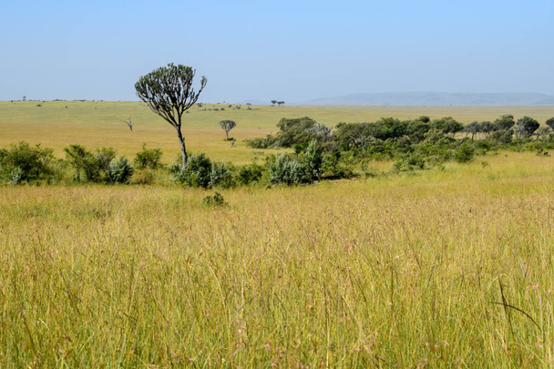 Сценічна савана проти неба в Національному заповіднику Масаї Мара, Кенія. - Фото, зображення