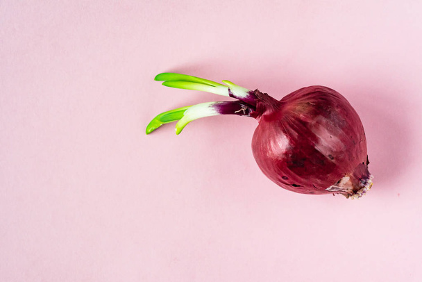 Hele bol rode ui met verse groene spruit op de roze achtergrond - Foto, afbeelding
