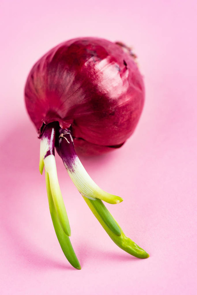 Whole bulb red onion with fresh green sprout on the pink background - Foto, afbeelding