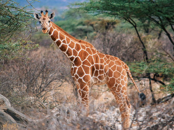Um rebanho de girafas pastando na natureza na Reserva Nacional de Samburu, Quênia - Foto, Imagem